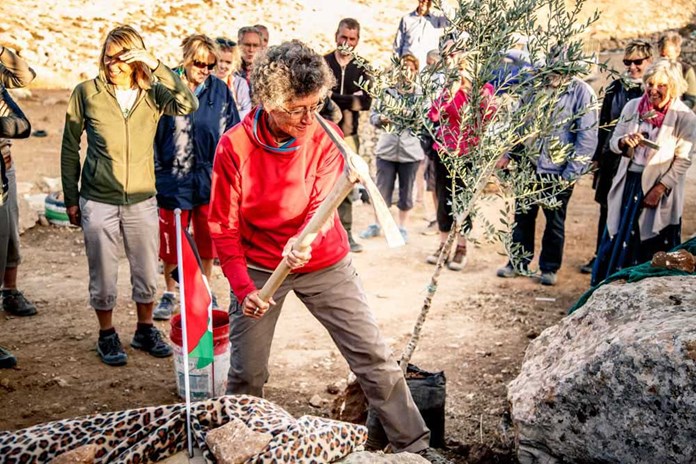 'All-Way' Walker Denise helping to plant an olive tree in Amos' honour at the Sumud Peace Camp in the South Hebron Hills.