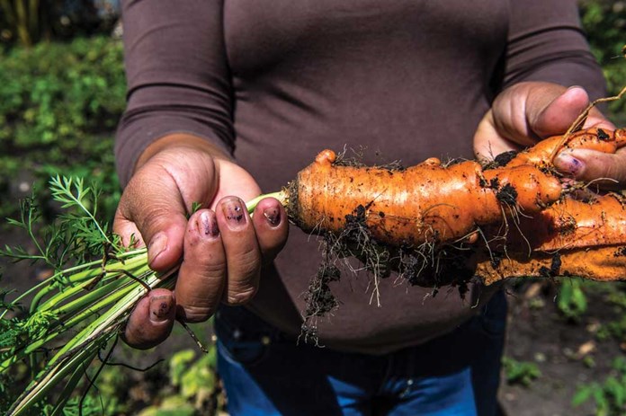Carrots being harvested as part of CEPAD’s training – to teach people new recipes and ways of cooking with new vegetables and fruits.