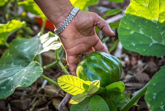 A Nicaraguan farmer lifting a green vegetable from the ground.