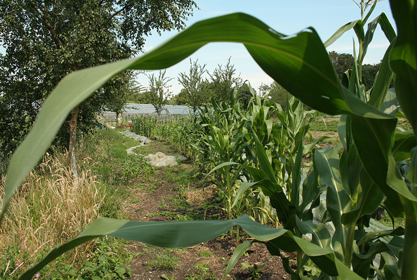 OrganicLea community farm
