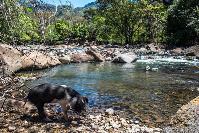 A small lake in rural Nicaragua with a black pig in the foreground.