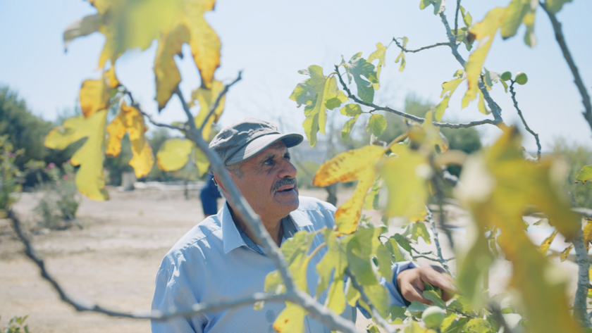 A older Palestinian man tends to his olive trees in the West Bank.